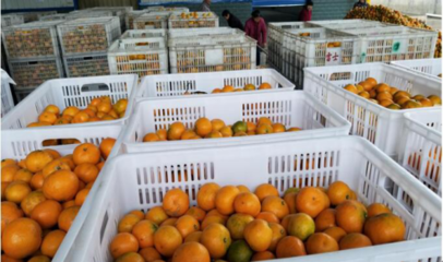 天同食品迎柑橘豐收季，開足馬力保供應，領航罐頭市場新篇章